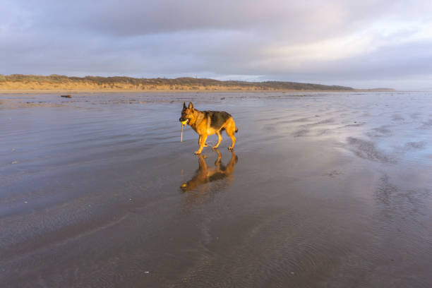 istock german shepherd dog on beach at sunset 1211421740