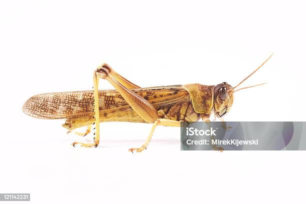 Gafanhoto Do Deserto Schistocerca Gregaria - Fotografias de stock e mais imagens de Gafanhoto do deserto - Gafanhoto do deserto, Adulto maduro, Amarelo