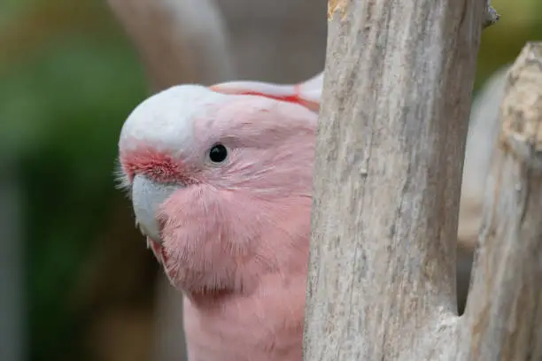 Close Up of a Pink Cockatoo Peeking out from Behind a Branch, Horizontal, Selective Focus with Copy Space