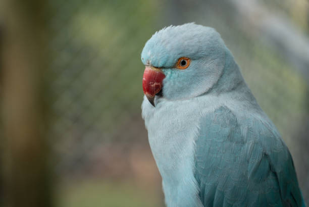istock Close Up of a Blue Parrot 1211422900