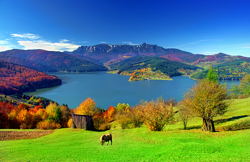 lake and mountain landscape with cow on pasture. Ceahlau, Romania, autumn scene