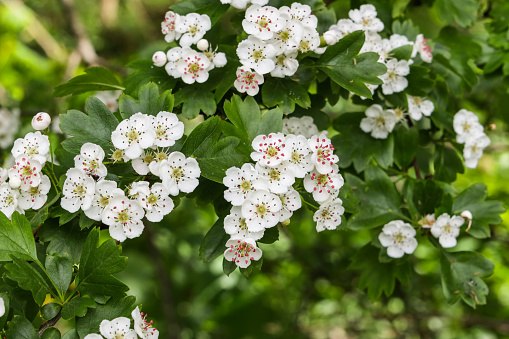 Crataegus monogyna, known as common hawthorn, oneseed hawthorn, or single-seeded hawthorn, is a species of hawthorn native to Europe, northwest Africa and western Asia. It can be an invasive weed.