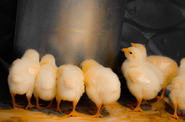 istock Baby Chicks at Feeder 1211425515