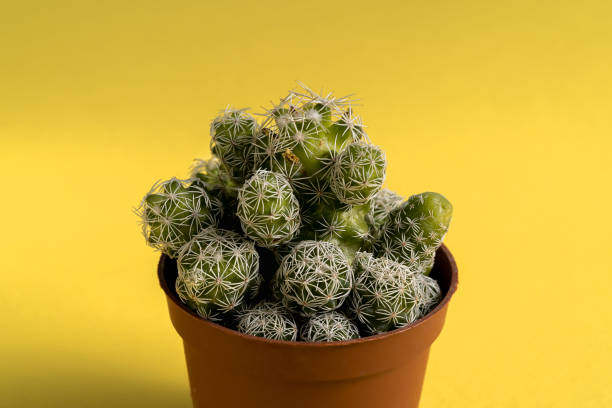 istock Beautiful cactus on yellow background, flat lay. 1211425626