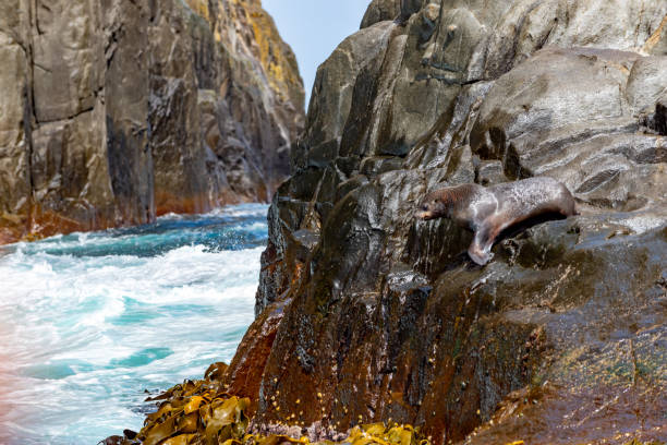 Tasmania, Australia