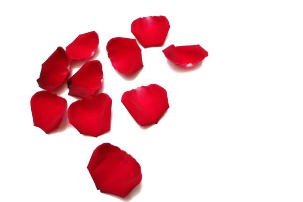 в селективном фокусе сладкой красной розы следствие на белом изолированном фоне - венчик лепесток фотографии стоковые фото и изображения