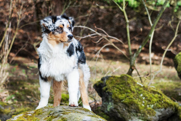 Cute blue merle Australian Shepherd puppy in nature
