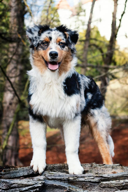 istock Australian Shepherd puppy. 1211428967