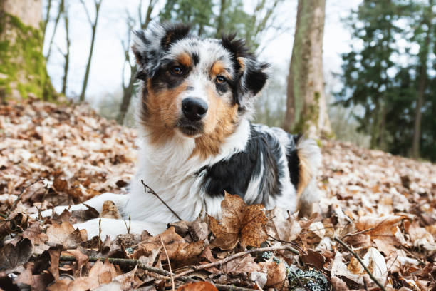 istock Australian Shepherd puppy. 1211428979