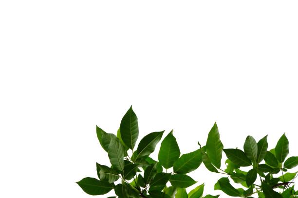 istock Tropical tall tree with leaves branches on white isolated background 1211428981