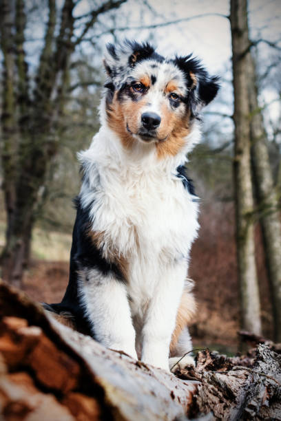 istock Australian Shepherd puppy. 1211428984