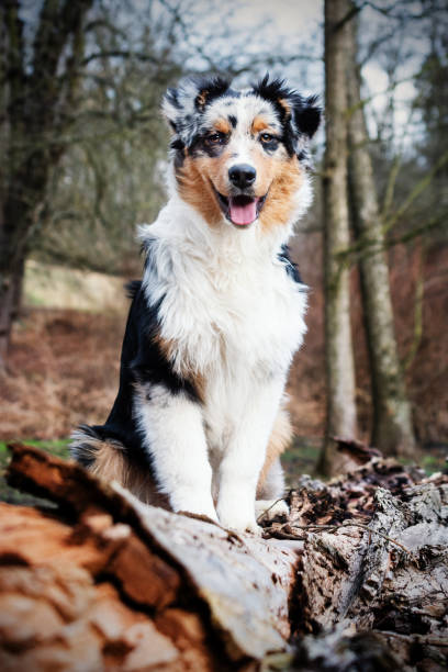 istock Australian Shepherd puppy. 1211428993