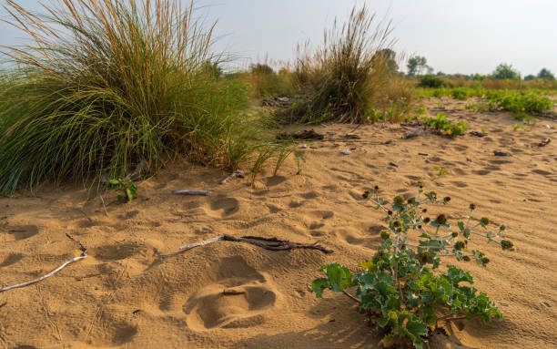 istock Bibione Pineda lagoon, Venice 1211429917