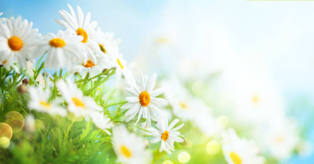 istock Beautiful chamomile flowers in meadow. 1211431012
