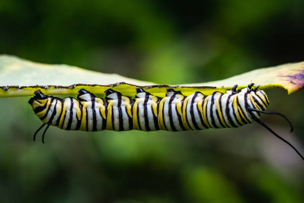 Monarch butterfly caterpillar under a leaf stock photo
