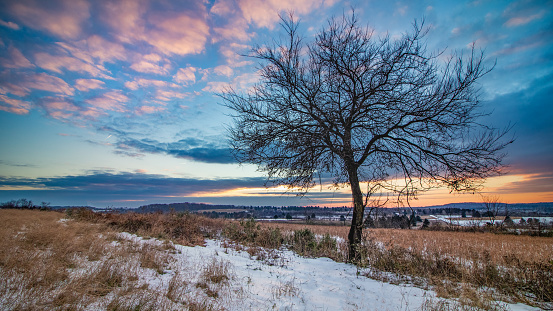 Wintery view of a lone oak in a snowy field