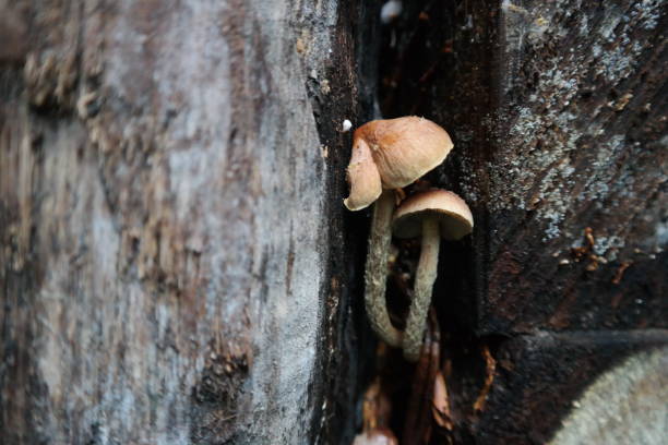 istock Inedible mushroom. Known as winter bonnet. Forest 1211433688