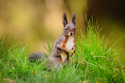 Cute red squirrel in grass. Sciurus vulgaris