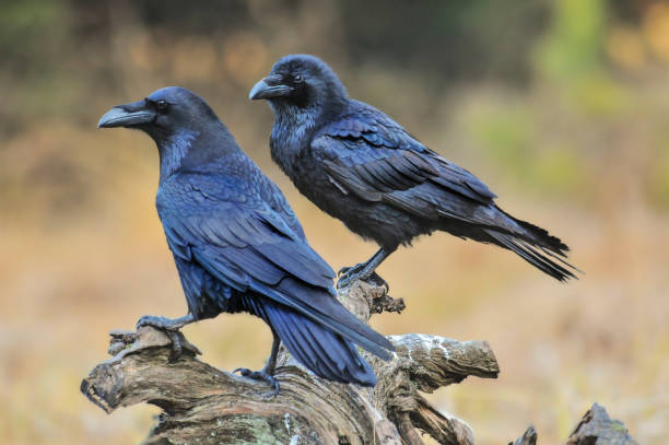 Common raven on old stump. stock photo