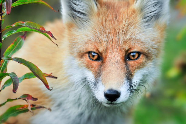 istock Red fox in winter. Fox on snow. Vulpes vulpes. 1211434978