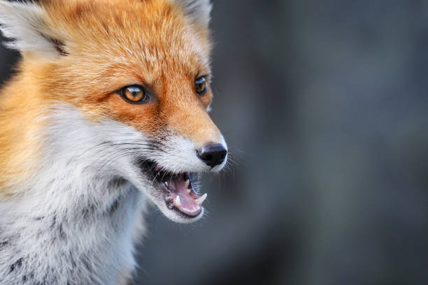 istock Red fox in winter. Fox on snow. Vulpes vulpes. 1211435022
