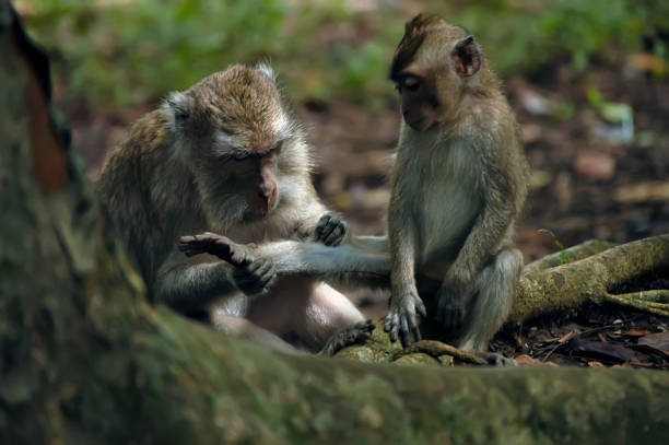 istock Asian monkey with son in the forest. 1211436720