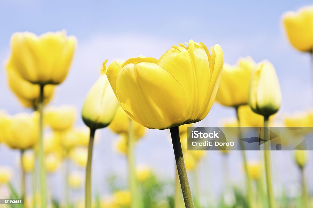 yellow tulips  Beauty In Nature Stock Photo