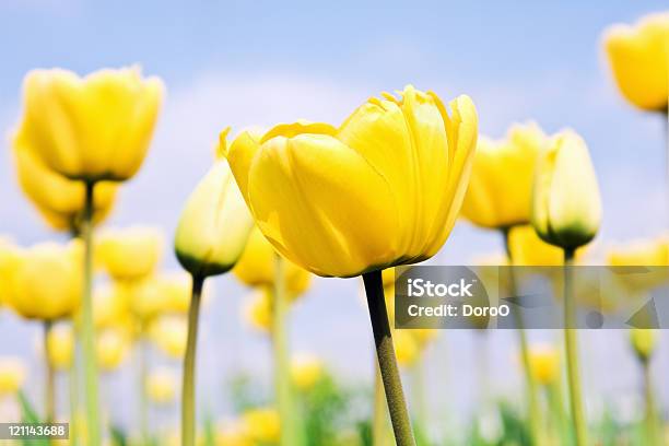 Yellow Tulips Stock Photo - Download Image Now - Beauty In Nature, Blossom, Botany