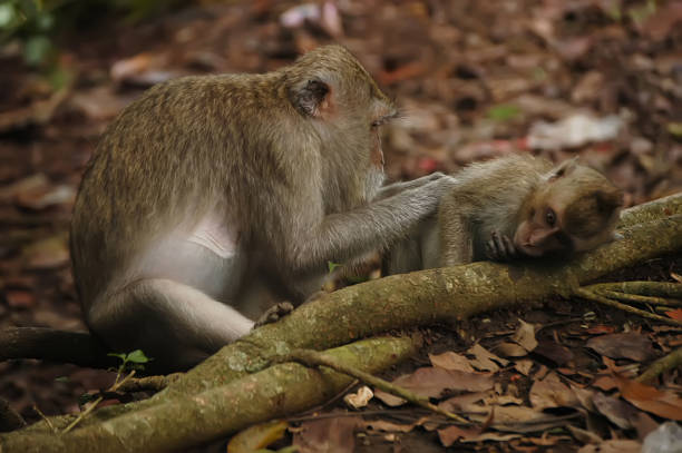 istock Asian monkey with son in the forest. 1211436987