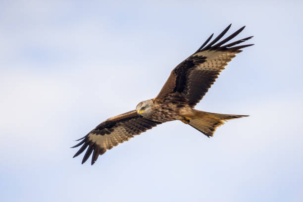 istock Flying red kite against blue sky 1211440400