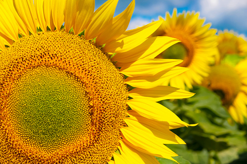 Closeup of a sunflower against a blue sky. Organic and natural flower background.