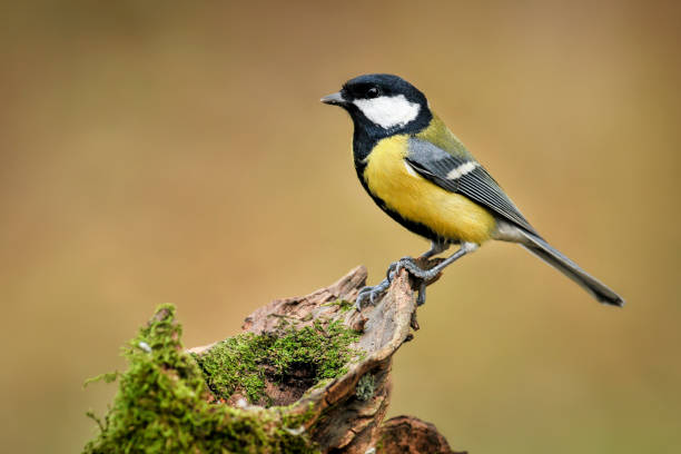 istock Great tit sitting on wooden stump with green moss. 1211440426