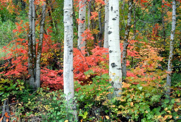 istock Fall color Aspens Trees Red Yellow Utah mountains 1211440531