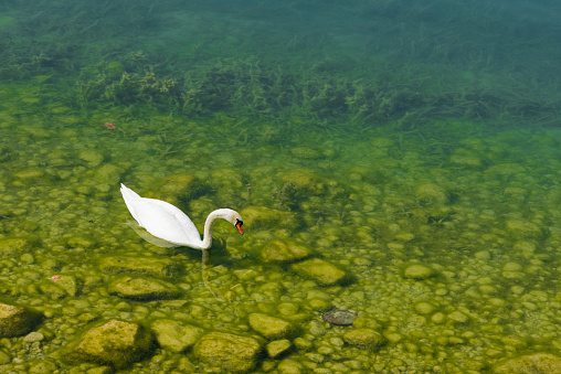 Swan is swimming on Lake Zug in Oberwil town, Canton of Zug, Switzerland