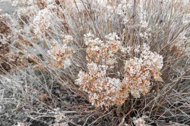 冬の後に��庭で乾燥アジサイの花はぼやけた背景にクローズアップ。あなたのデザインのためのヴィンテージ自然の背景 - backdrop damaged old fashioned natural pattern ストックフォトと画像