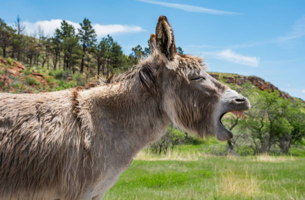 Portrait of a donkey braying Donkey laughing on a perfect day in South Dakota custer state park stock pictures, royalty-free photos & images