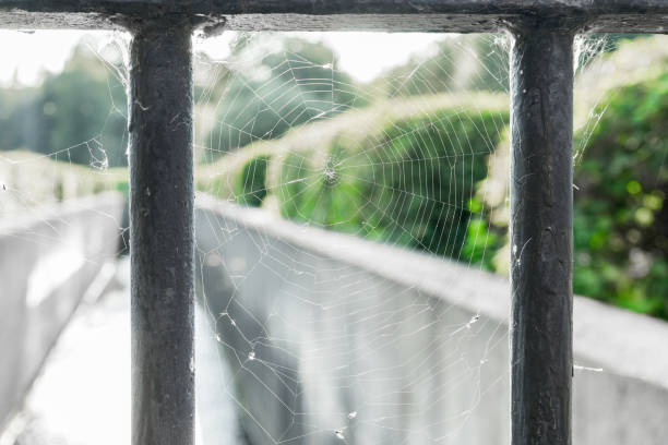 istock Old ragged spider web on black metal railing of bridge close up on blurred background 1211445693