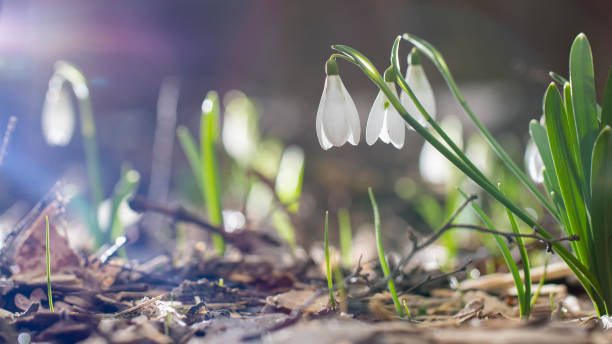 istock Galanthus Snowdrops in the forest Spring concept 1211445835