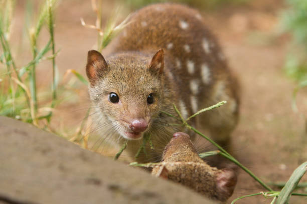 Cute Young Tiger or Spotted Quoll Close up of a young tiger or spotted quoll. Australia. spotted quoll stock pictures, royalty-free photos & images