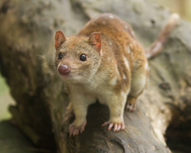istock Cute Young Tiger or Spotted Quoll 1211446550