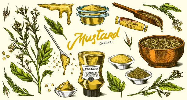 Vector illustration of Mustard seeds set. Spicy condiment, seasoning bottle, packaging and leaves, wooden spoons, plant, sauce in gravy boat, whole and ground grains. Vintage background poster. Engraved hand drawn sketch
