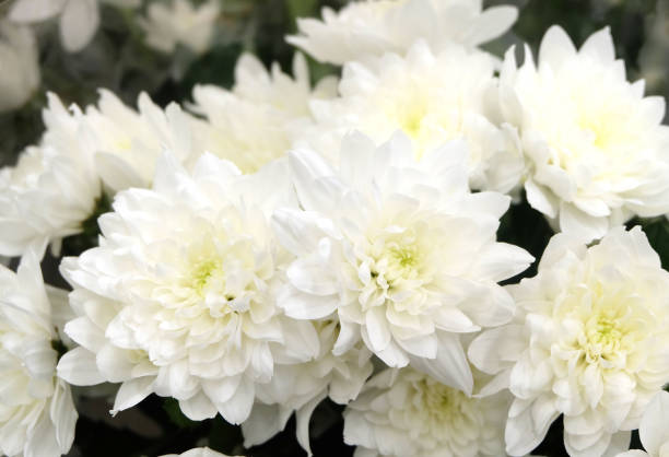 istock A bouquet of white terry chrysanthemums, 1211446619