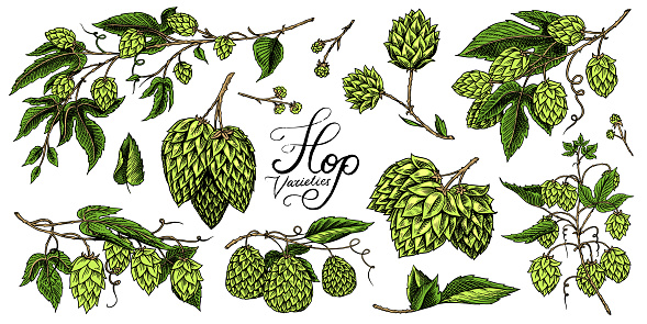 Hops and Barley. Malt Beer. Engraved vintage set. Hand drawn collection. Sketch for web or pub menu. Design elements isolated on white background