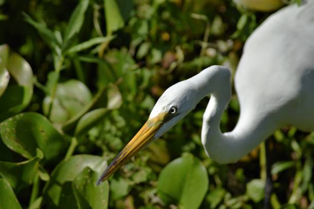Great Egret with an almost evil look is focused on hunting its prey