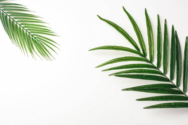 istock Summer composition. Tropical palm leaves on white background. Summer concept. Flat lay, top view, copy space. Stock Photo 1211447671