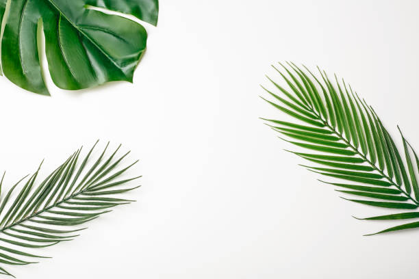 istock Summer composition. Tropical palm leaves on white background. Summer concept. Flat lay, top view, copy space. Stock Photo 1211447675