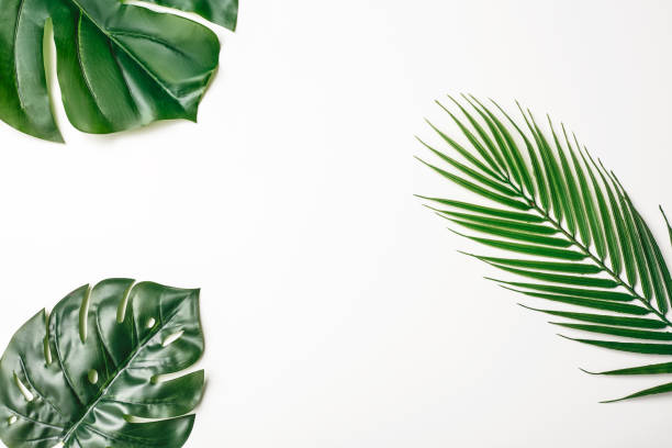 istock Summer composition. Tropical palm leaves on white background. Summer concept. Flat lay, top view, copy space. Stock Photo 1211447679