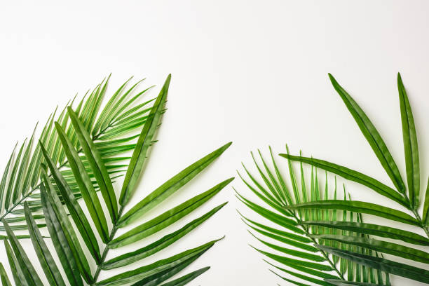 Summer composition. Tropical palm leaves on white background. Summer concept. Flat lay, top view, copy space. Stock Photo