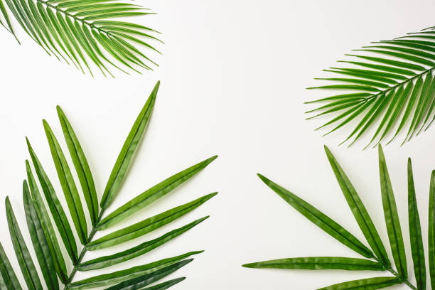 istock Summer composition. Tropical palm leaves on white background. Summer concept. Flat lay, top view, copy space. Stock Photo 1211447683