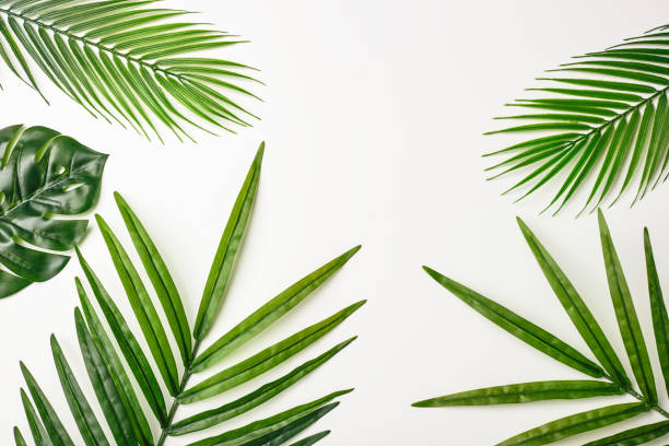 istock Summer composition. Tropical palm leaves on white background. Summer concept. Flat lay, top view, copy space. Stock Photo 1211447686